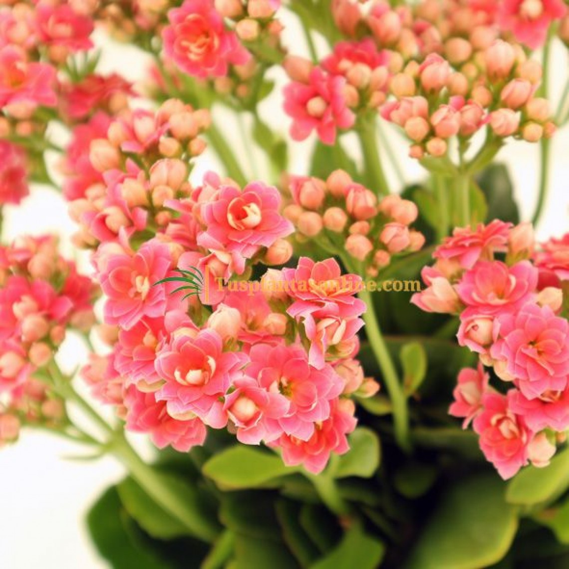 Calandiva Kalanchoe Blossfeldiana Tusplantasonline