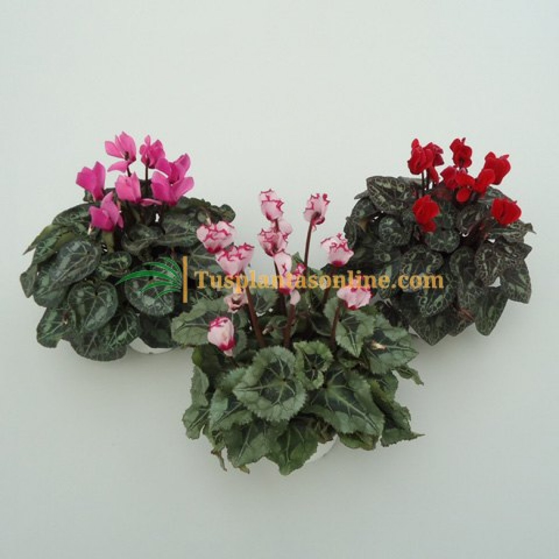 Ciclamen mini - Cyclamen Persicum mini| Tusplantasonline.com