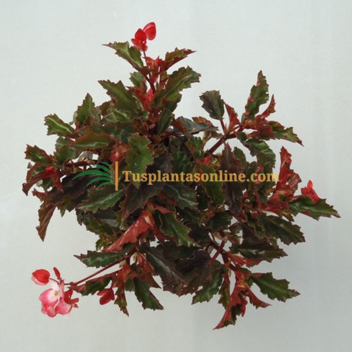 Begonia Begonia Tusplantasonline.com