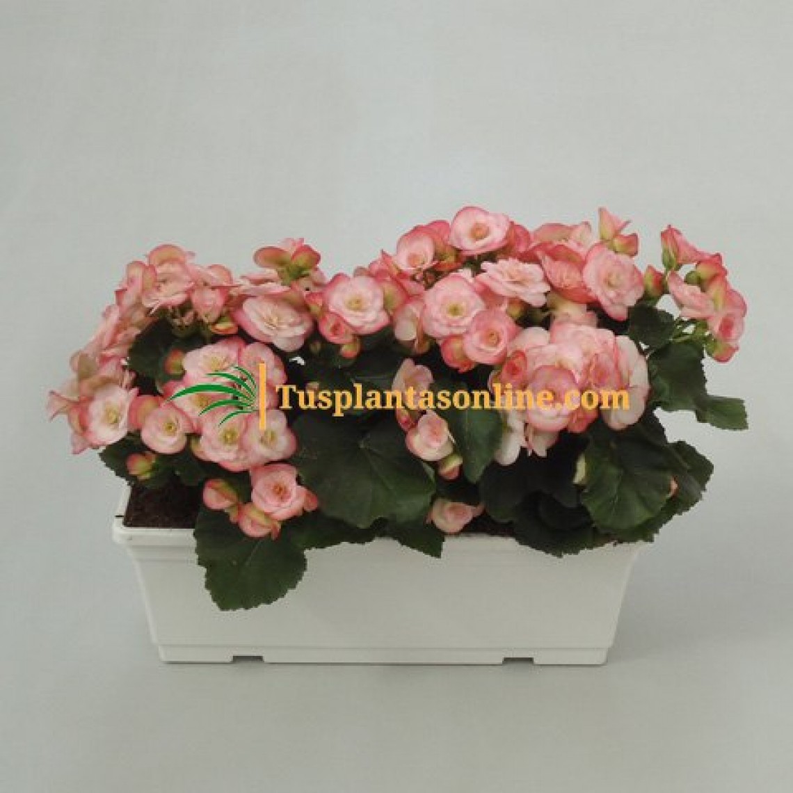 Jardinera 40 cm begonia elatior (2 plantas)