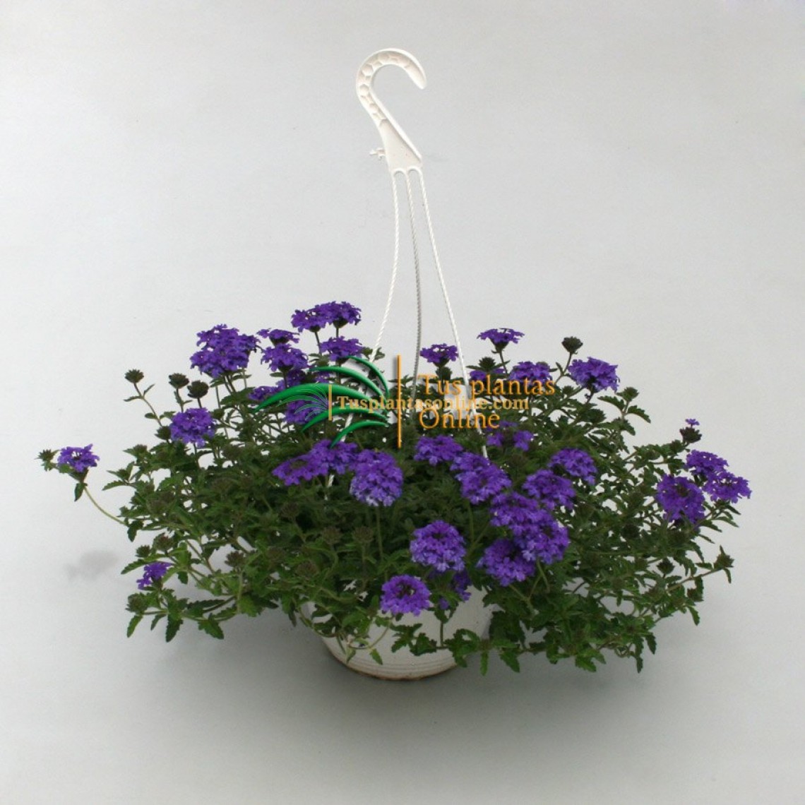 Verbena hybrida colgante |