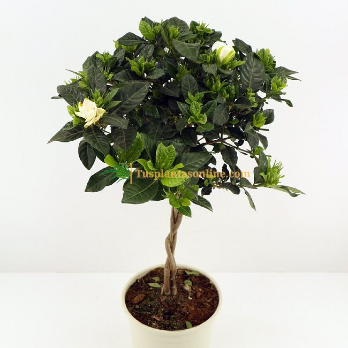 Gardenia jasminoides M-20 - Tus plantas online