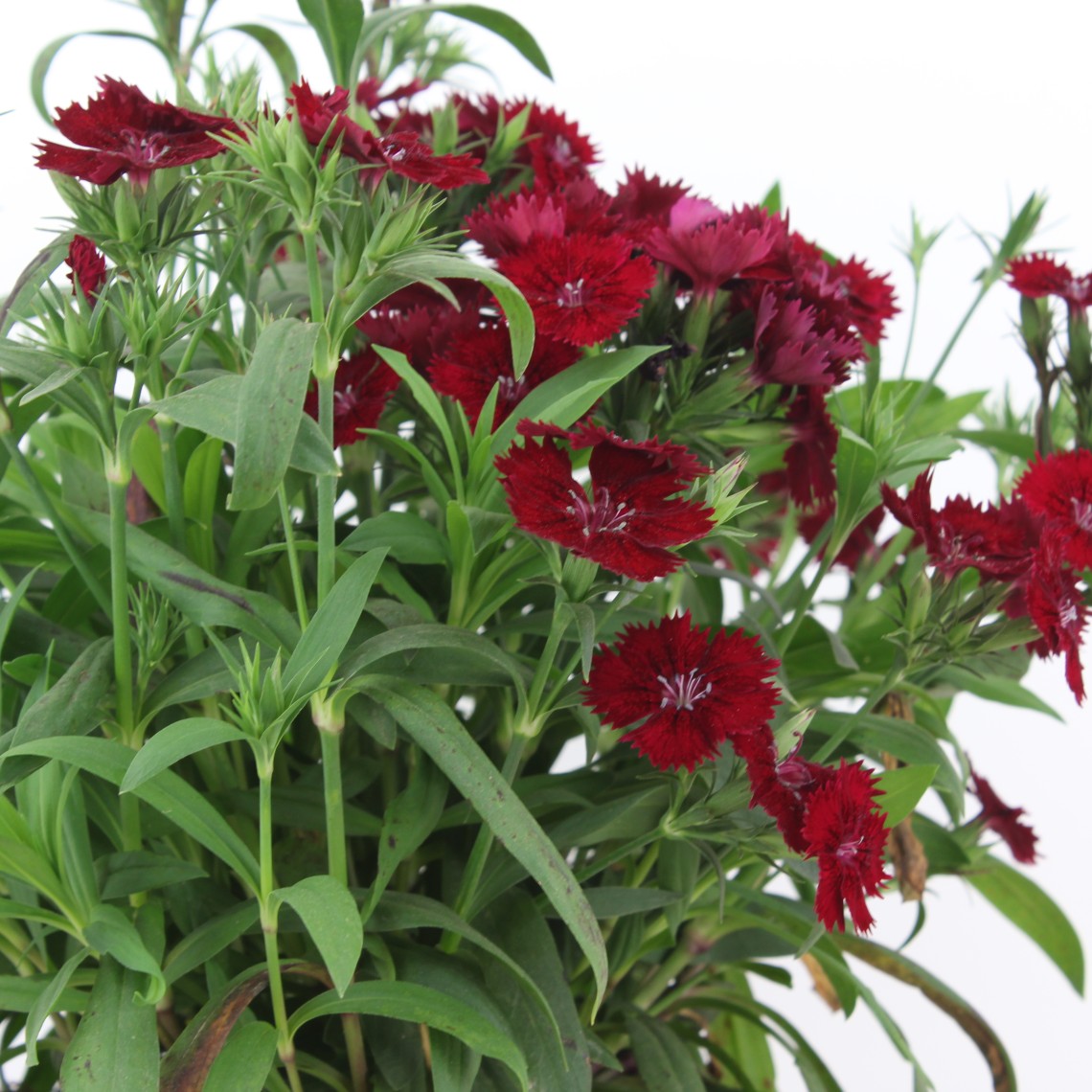 Clavel chino, clavelina - Dianthus chinensis