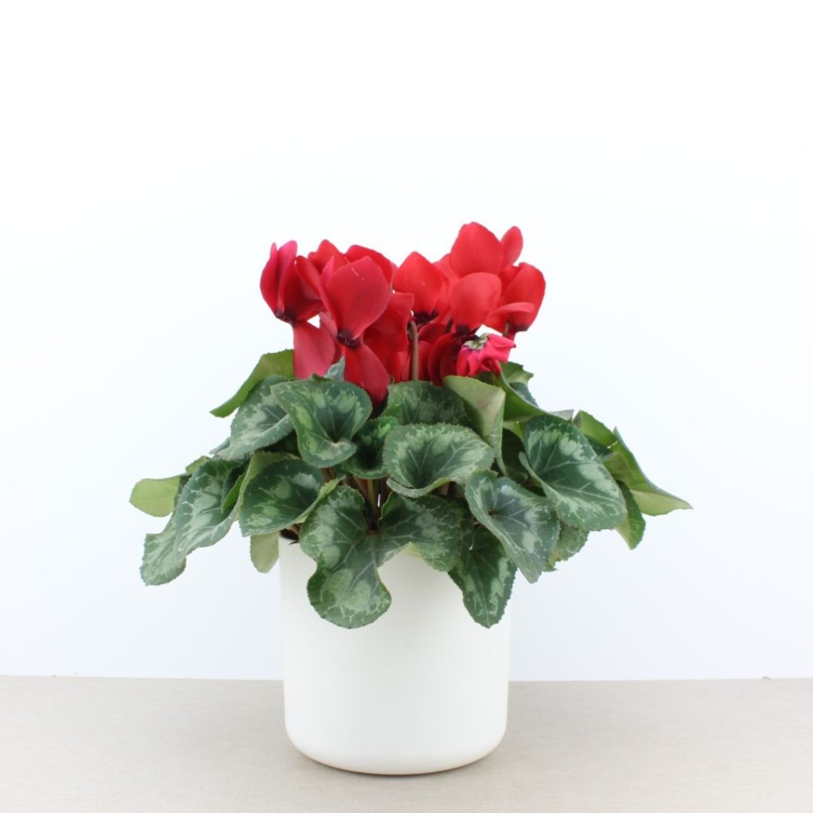 Ciclamen - Cyclamen Persicum| Tusplantasonline.com