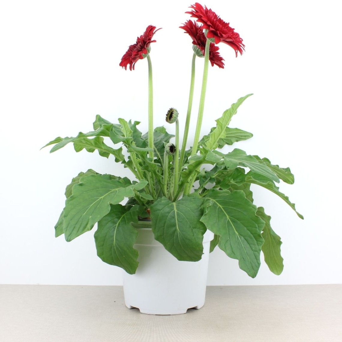 Gerbera - Gerbera patio