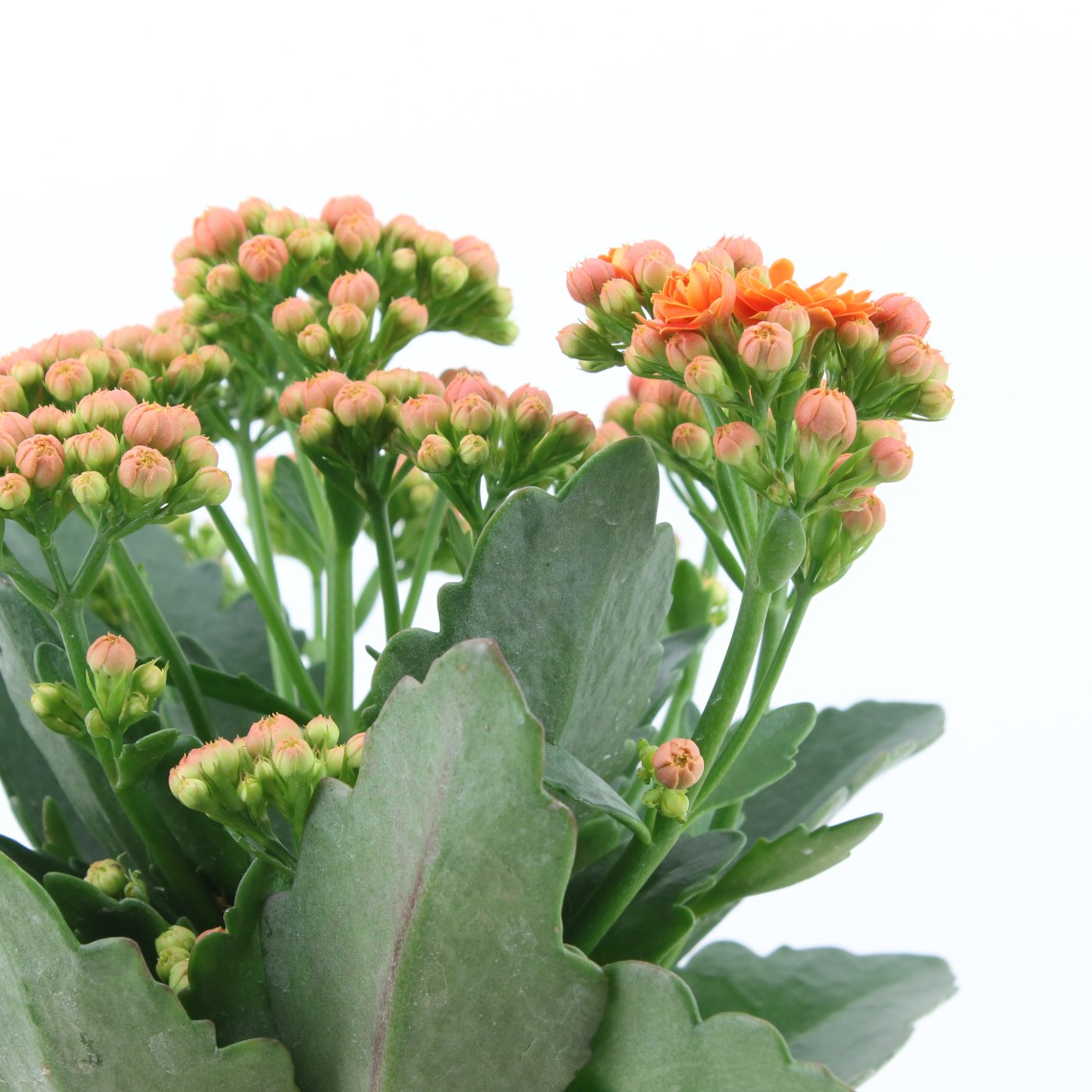 Calandiva Kalanchoe Blossfeldiana Tusplantasonline