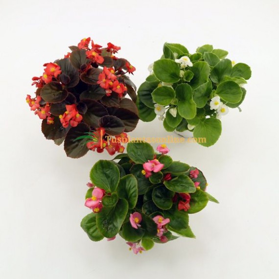 Begonia - Begonia semperflorens 