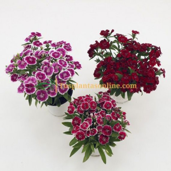 Clavel chino, clavelina - Dianthus chinensis