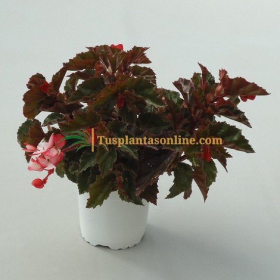 Begonia Begonia Tusplantasonline.com
