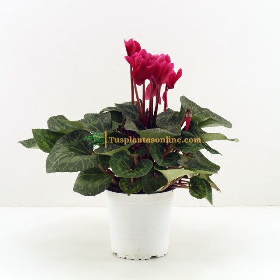 Ciclamen - Cyclamen Persicum flor mediana| Tusplantasonline.com