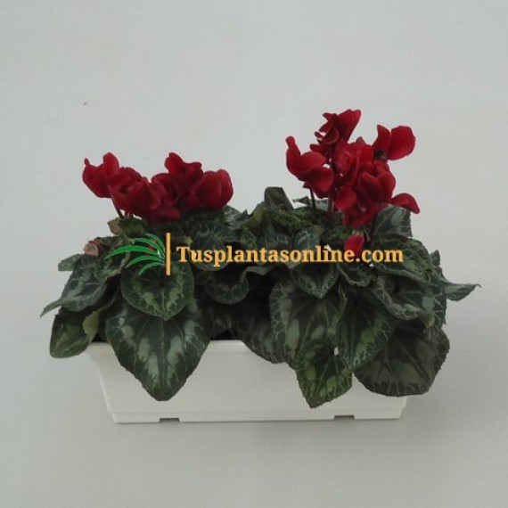 Jardinera 40 cm (2 plantas) cyclamen| Tusplantasonline.com