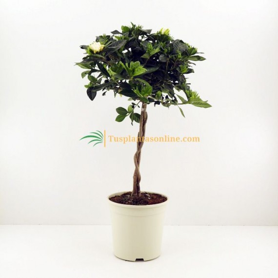 Gardenia jasminoides M-20 - Tus plantas online