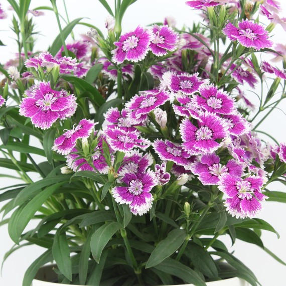 Clavel chino, clavelina - Dianthus chinensis